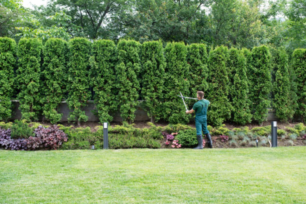 How Our Tree Care Process Works  in  Allendale, SC