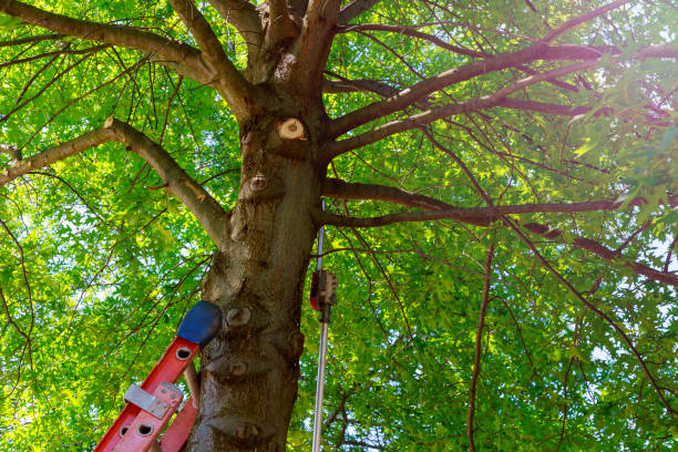 Best Tree Disease Treatment  in Allendale, SC